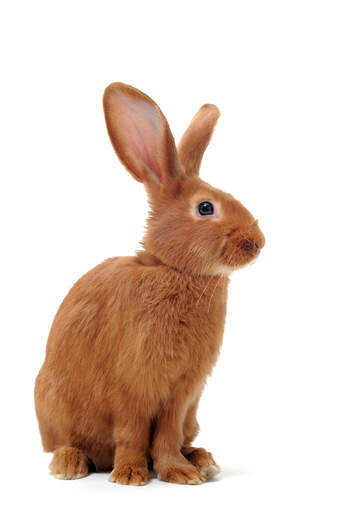Niesamowite czerwone futro królika fauve de bourGogne