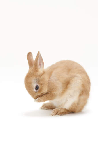Uroczy mały karłowaty królik netherlandzki czyści się sam
