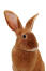 Fauve de bourGogne niewiaryGodnie wysokie uszy królika