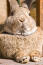 NiewiaryGodnie duża, puszysta klatka piersiowa królika flamandzkieGo olbrzyma