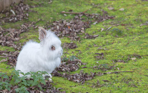 An anGora królik z niesamowitą białą sierścią i puszystymi uszami