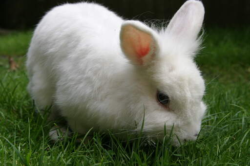Piękny młody królik lwiogłowy o niesamowitej białej sierści