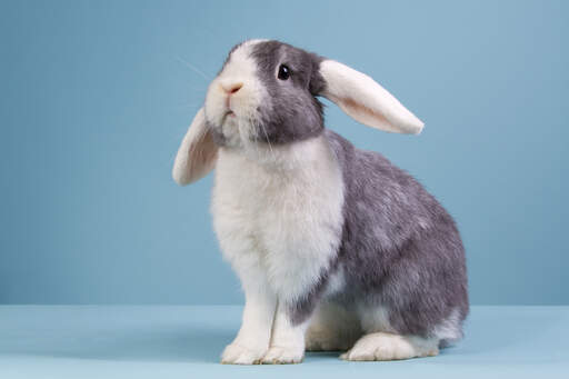Piękny szaro-biały królik mini lop z opuszczonymi uszami