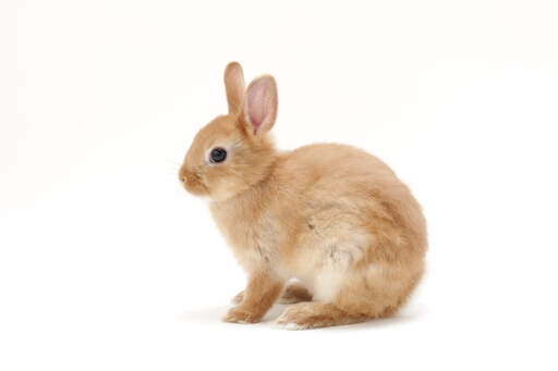 Piękny młody królik karłowaty netherlandzki