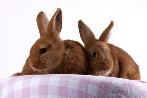 Dwa urocze króliki thrianta o niesamowitej czerwonej sierści i wysokich uszach
