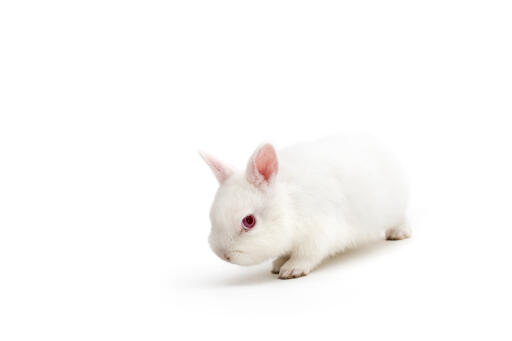 Polski królik na białym tle