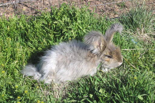 An anGora królik bawiący się na trawie