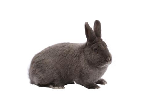 Piękne krótkie uszy królika wiedeńskieGo