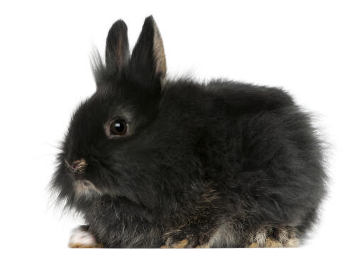 Piękny, puszysty królik lwiogłowy o miękkim, czarnym futerku