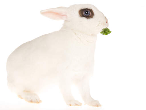 śliczny biały królik hotot z niesamowitymi niebieskimi oczami