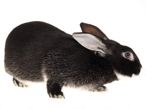 Piękny srebrny lis królik o wspaniałym ciemnym futrze