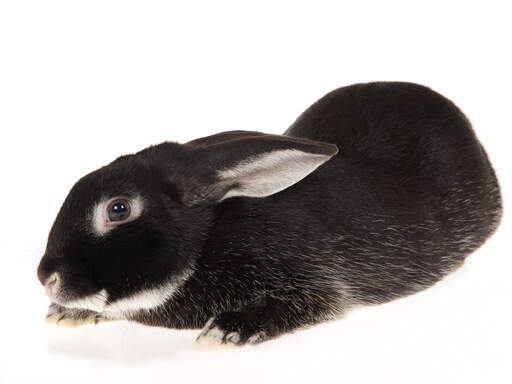 śliczny srebrny lisek królik z odsuniętymi uszami