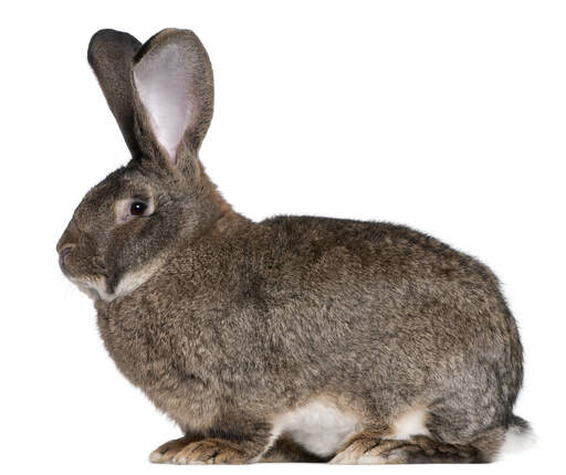 Piękny flamandzki królik olbrzymi siedzący
