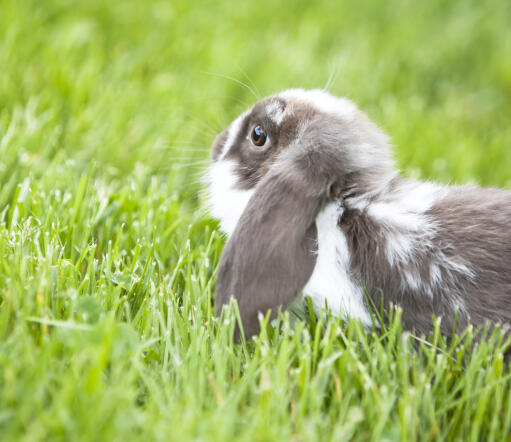 NiewiaryGodnie duże uszy królika miniaturoweGo