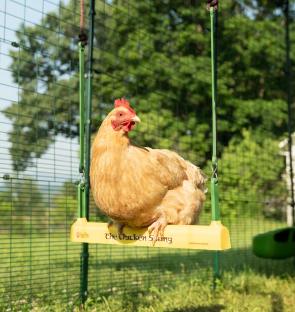 Zbliżenie kurczaka siedząceGo na huśtawce dla kurczaków wewnątrz Omlet wybieg.