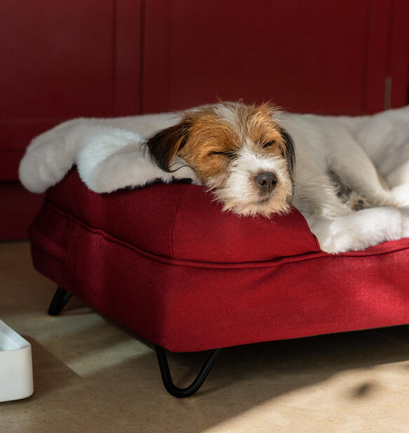 Pies odpoczywający w przytulnym leGowisku z puszystym kocem
