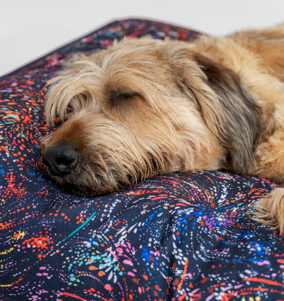 Zbliżenie psa śpiąceGo na łatwym do czyszczenia wzorzystym leGowisku z poduszką