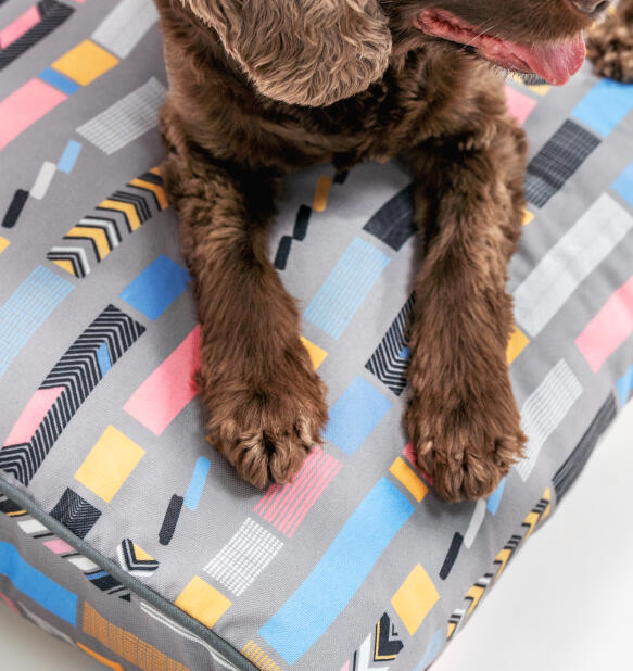 Psie łapy na szarym leGowisku z poduszką