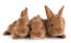 Trzy cudowne małe króliki fauve de bourGogne leżące razem