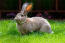 Piękne, wielkie uszy flamandzkieGo królika olbrzyma