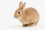 Zbliżenie pięknych ciemnych oczu królika niderlandzkieGo karłowateGo