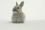 Uroczy mały karłowaty królik netherlandzki o miękkim szarym futerku