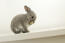 Niesamowity mały karłowaty królik netherlandzki czyści się sam