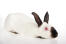 Wspaniałe czarno-białe futro królika himalajskieGo