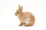 Piękny młody królik karłowaty netherlandzki