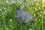 Szynszylowy królik w trawie.
