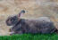Wspaniałe, gęste, szaro-czarne futro królika flandryjskieGo olbrzyma