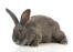 Flamandzki królik olbrzymi wspaniałe wielkie uszy i wielkie stopy