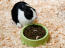 Piękny biało-czarny królik holenderski cieszy się jedzeniem
