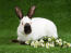 Niesamowity czarno-biały wzór na futrze królika himalajskieGo
