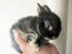 Wspaniały mały karłowaty królik netherlandzki o miękkim, czarnym futerku