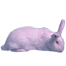Biały królik nz